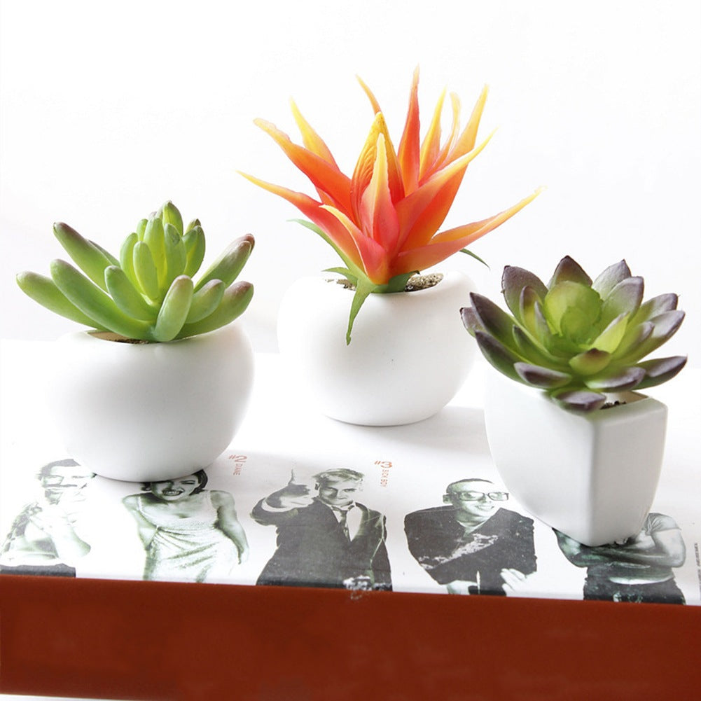 Three small potted plants on a reflective surface with a black and white photo underneath
