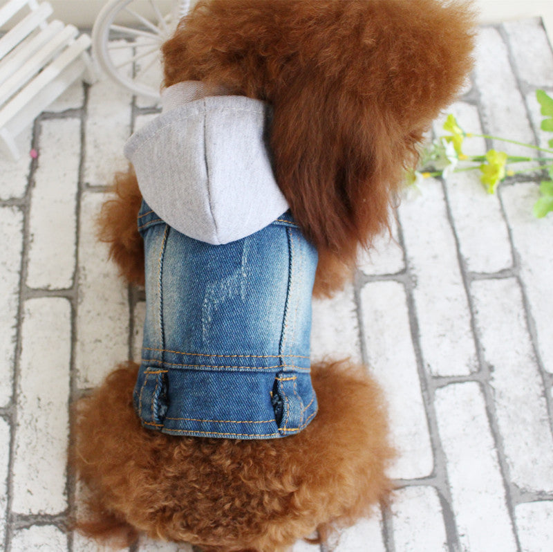 Small dog wearing a denim jacket on a tiled floor