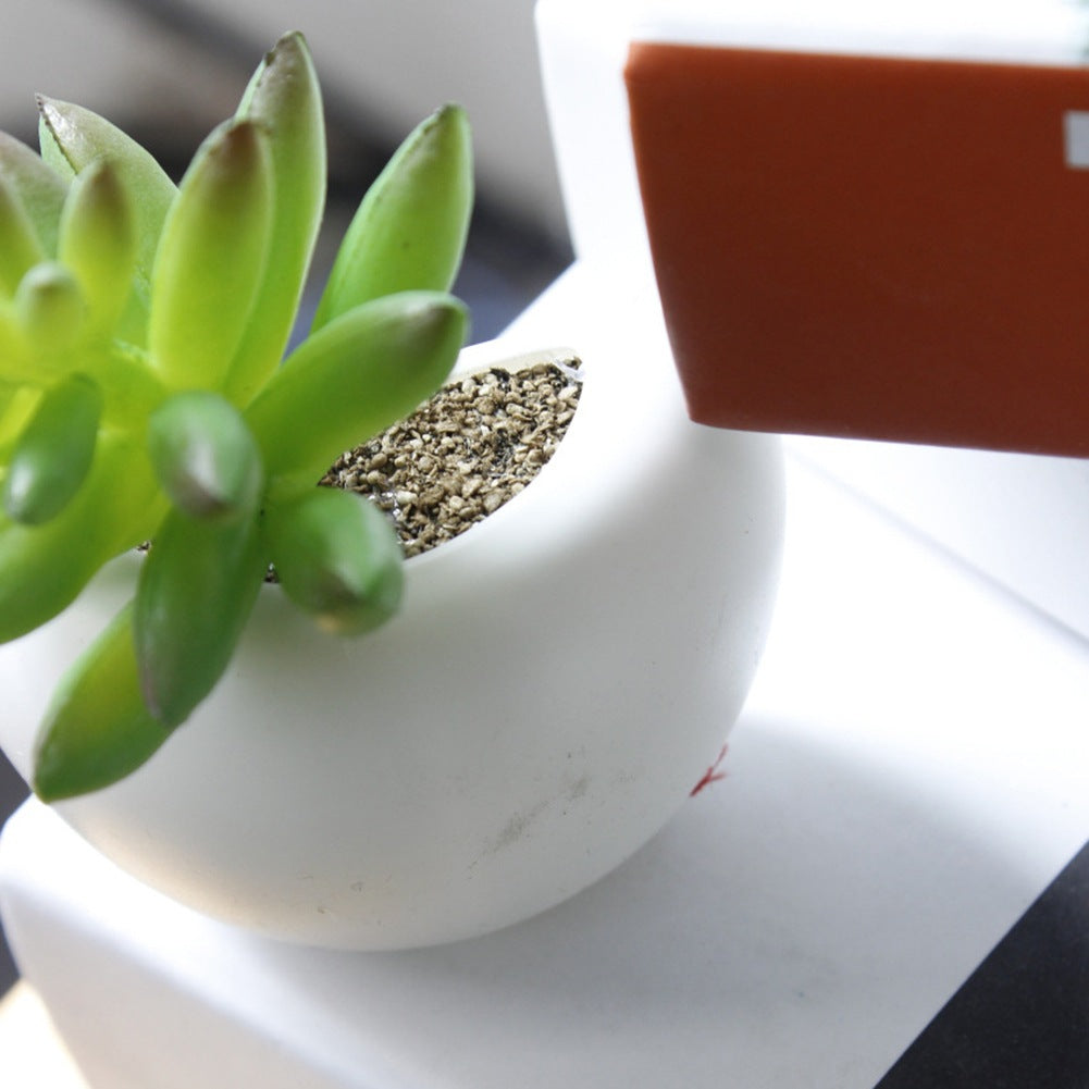 Small succulent plant in a white pot on a light surface