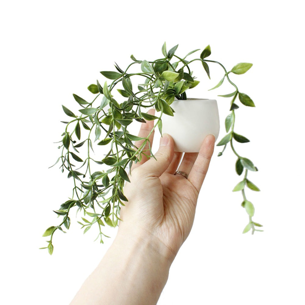 Hand holding a small potted plant with a white background