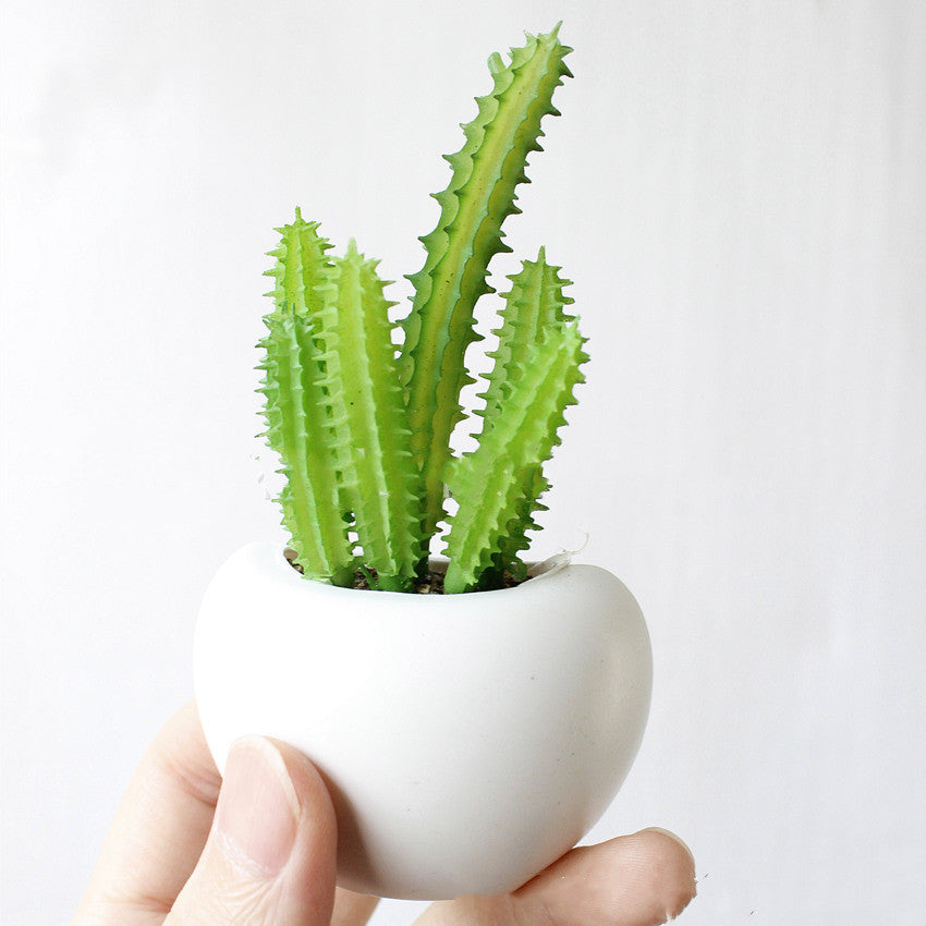 Small green cactus in a white pot held by a hand against a light gray background