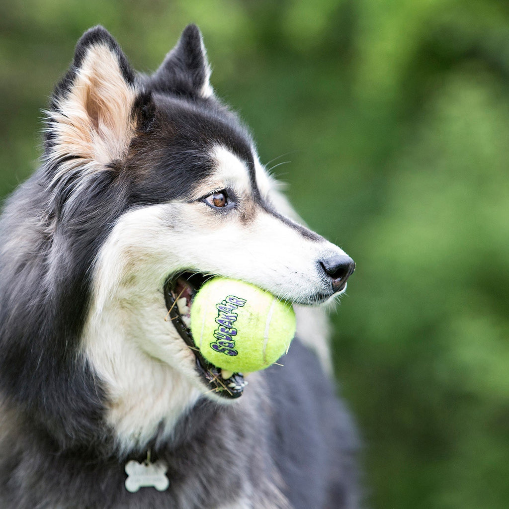 Air KONG Squeaker Tennis Balls – Non-Abrasive, 3 Sizes | Jeffers