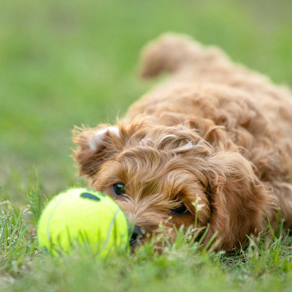 Air KONG Squeaker Tennis Balls – Non-Abrasive, 3 Sizes | Jeffers