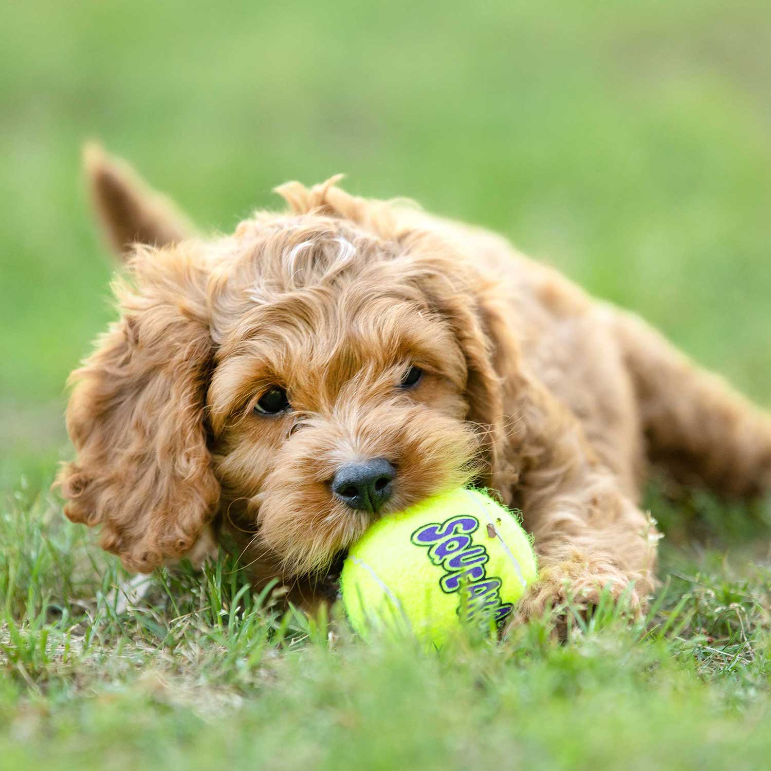 Air KONG Squeaker Tennis Balls – Non-Abrasive, 3 Sizes | Jeffers