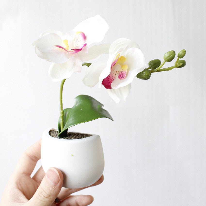 Small white pot with a white orchid on a light gray background