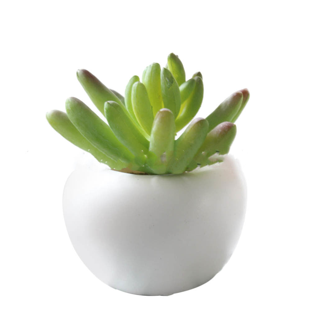 Small green succulent plant in a white pot on a white background