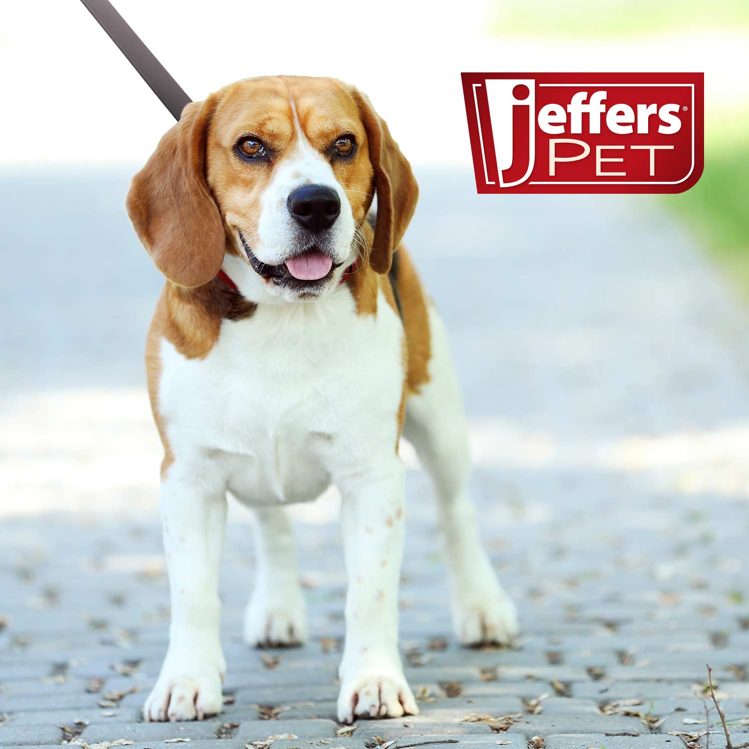 Flat Leather Dog Leash with Hand Strap – 6’, 3 Widths | Jeffers