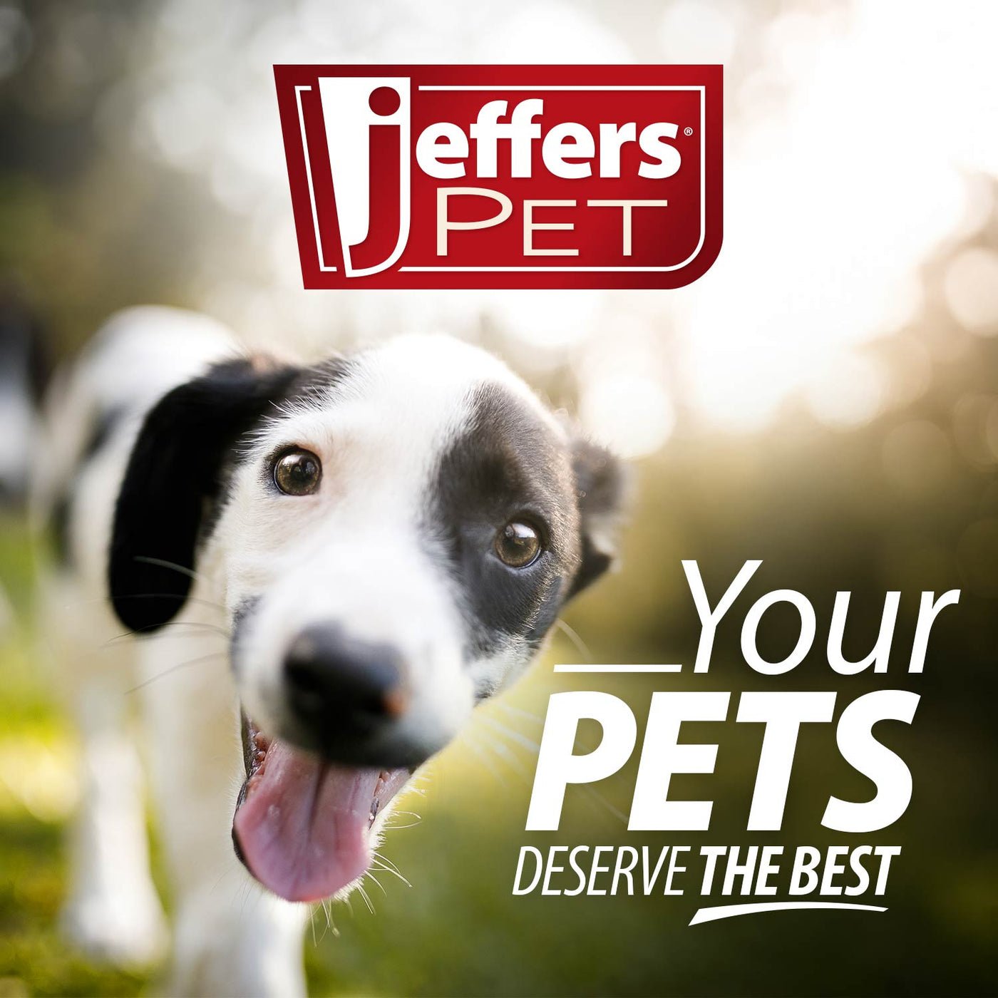 Flat Leather Dog Leash with Hand Strap – 6’, 3 Widths | Jeffers