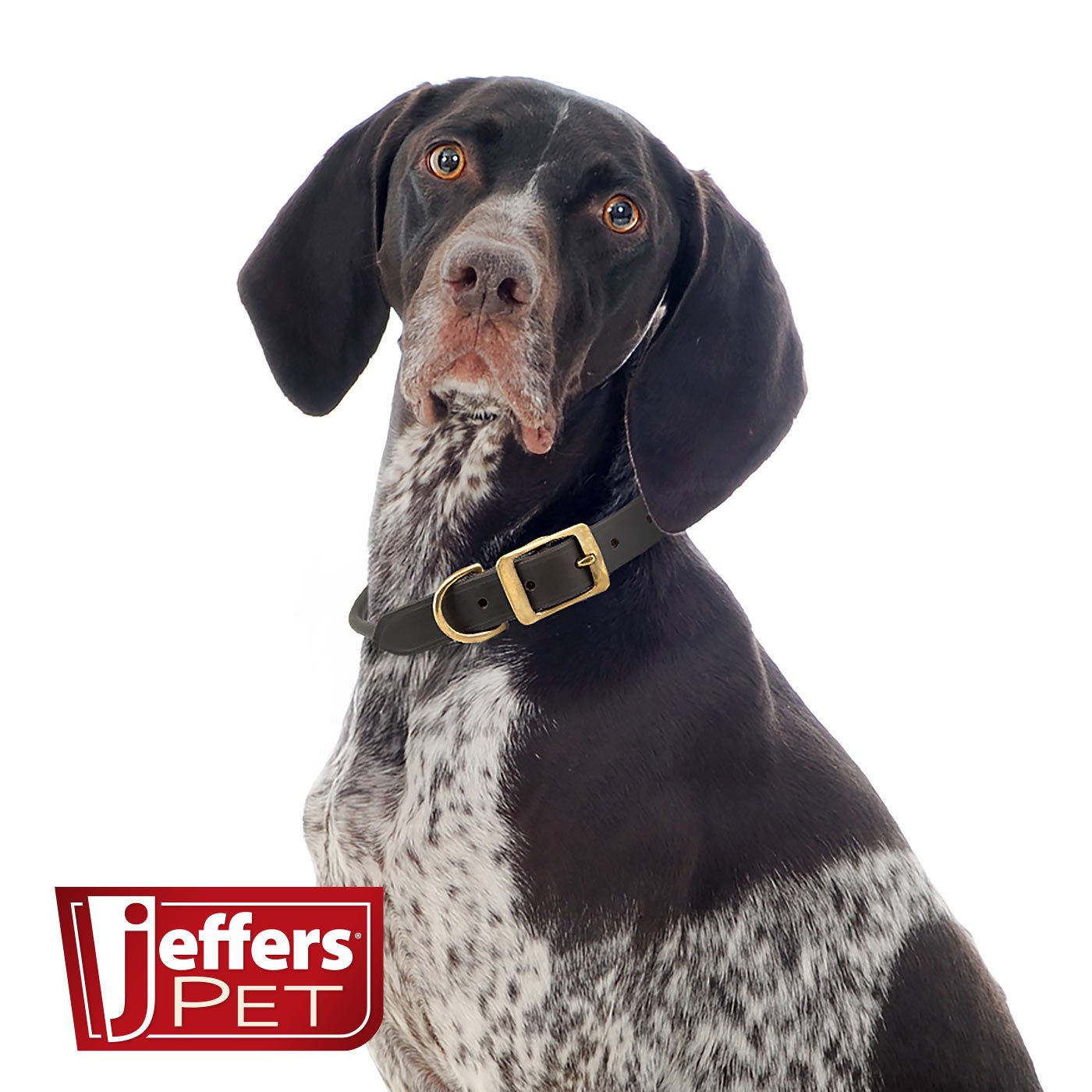 Rolled Leather Dog Collar – Chestnut with Brass Hardware, 8 Sizes | Jeffers