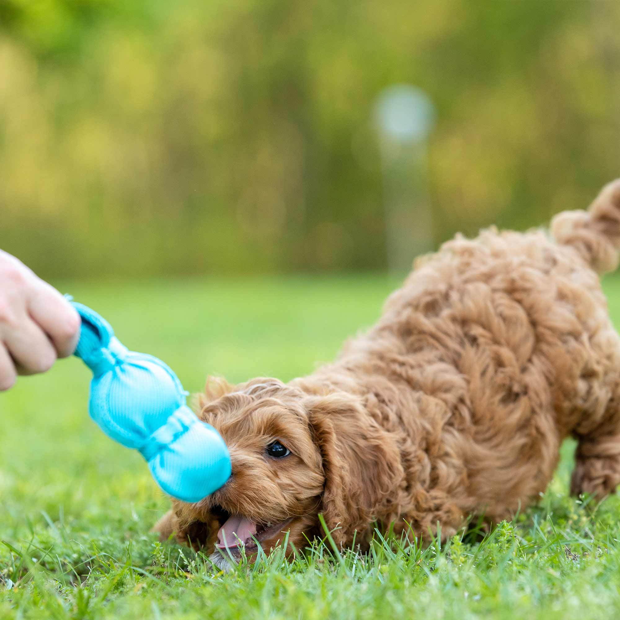 KONG Wubba Dog Toy – Squeaky Tug & Fetch, 3 Sizes | Assorted Colors